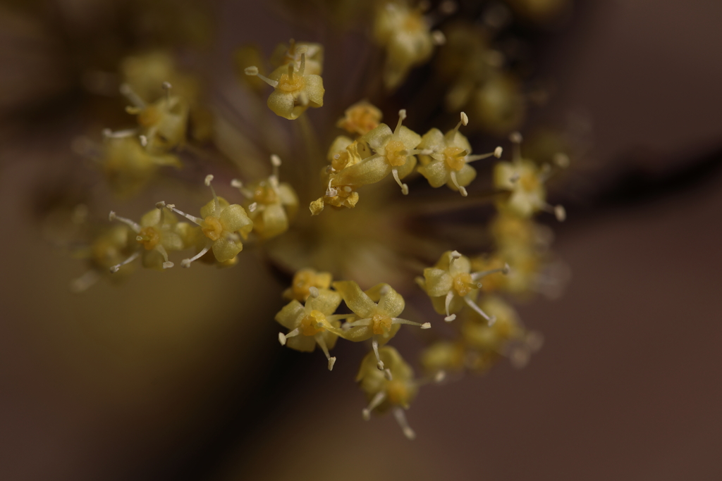 ちいさな花たち