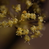 ちいさな花たち