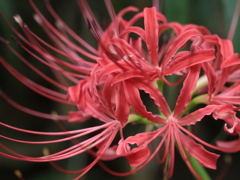 彼岸花
