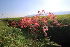 田んぼの花