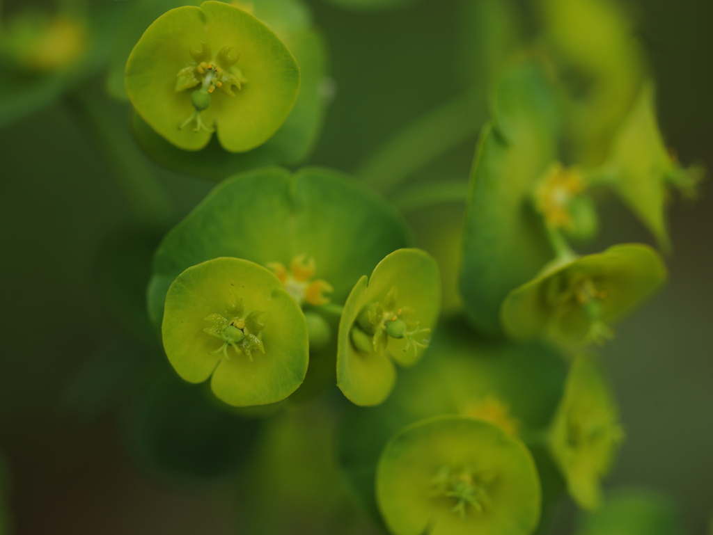 mysterious profundity Ⅱ