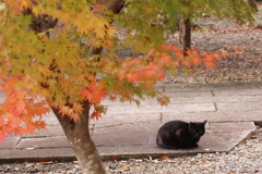 紅葉見物ネコ