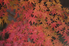 もみじ葉模様