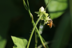 蜜が好き
