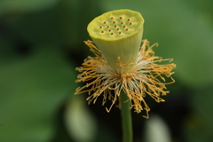 蓮の花托