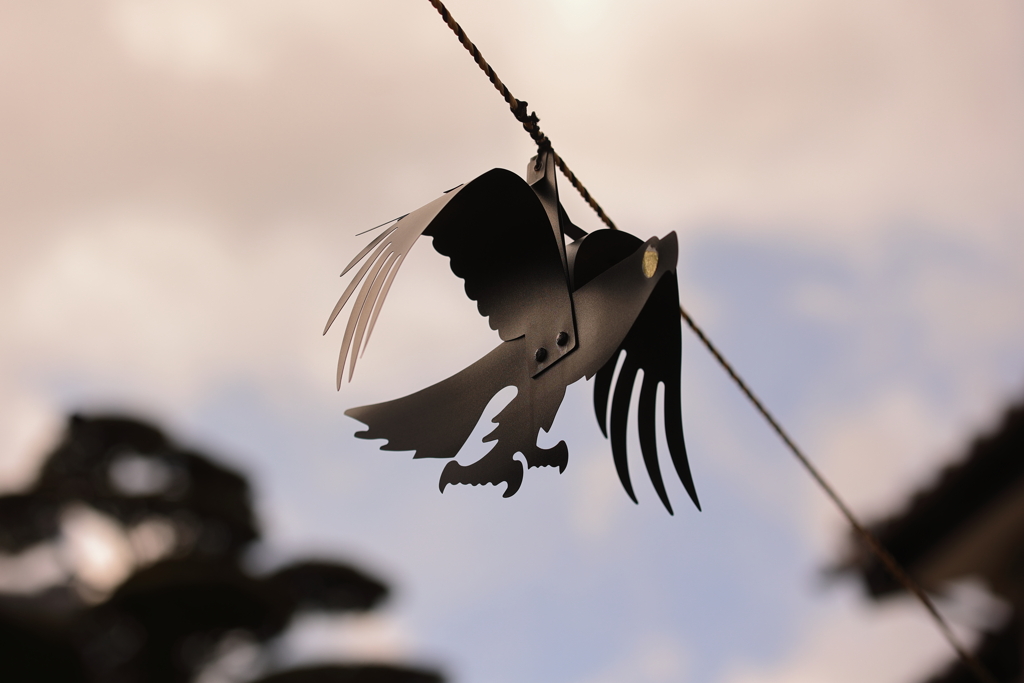 新種野鳥?