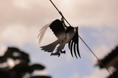 新種野鳥?