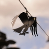 新種野鳥?