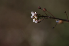 小さな花
