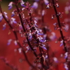 蒼い災