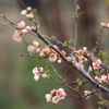 ピンクの花