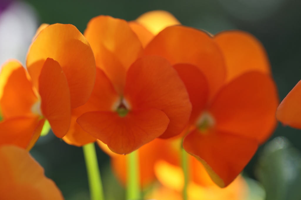 春の陽を浴びて