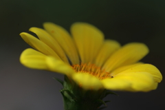 黄色い花