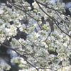 花水木
