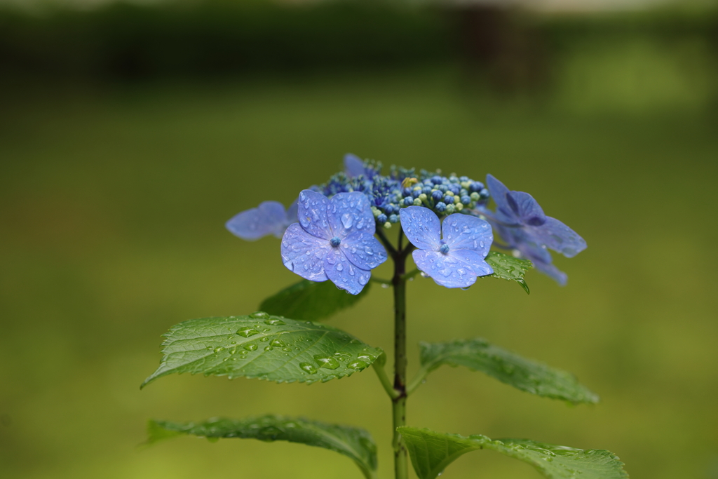 梅雨の紫陽花