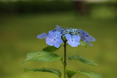 梅雨の紫陽花