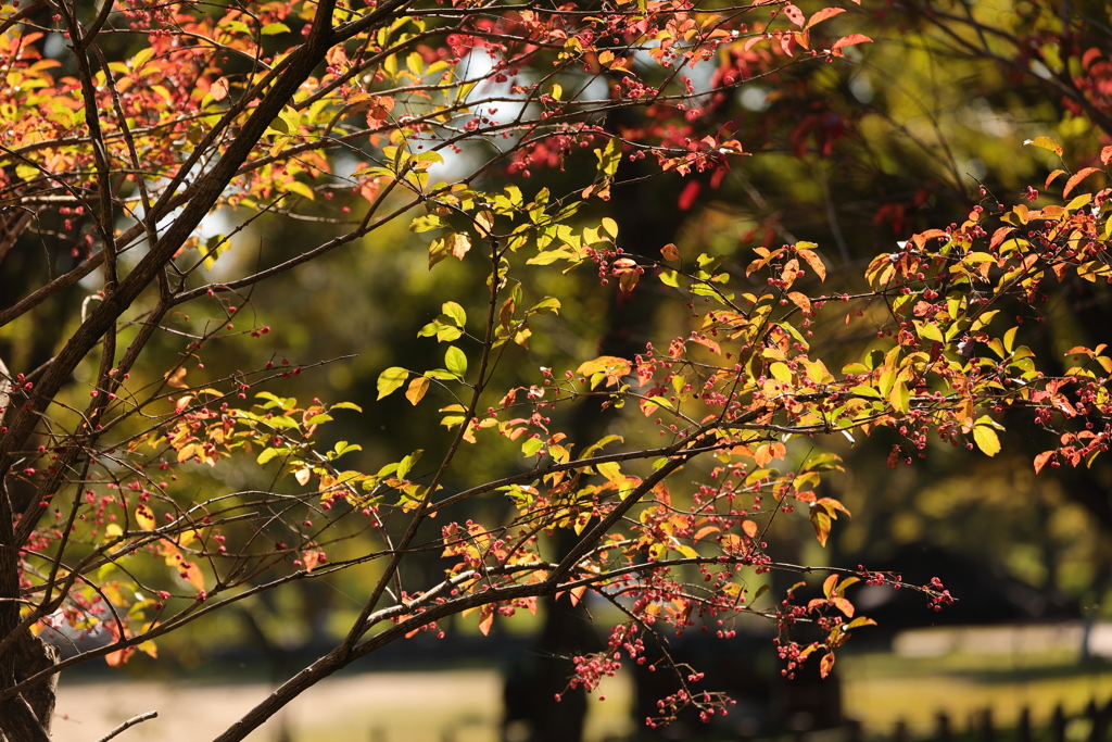 マユミの実がなる頃