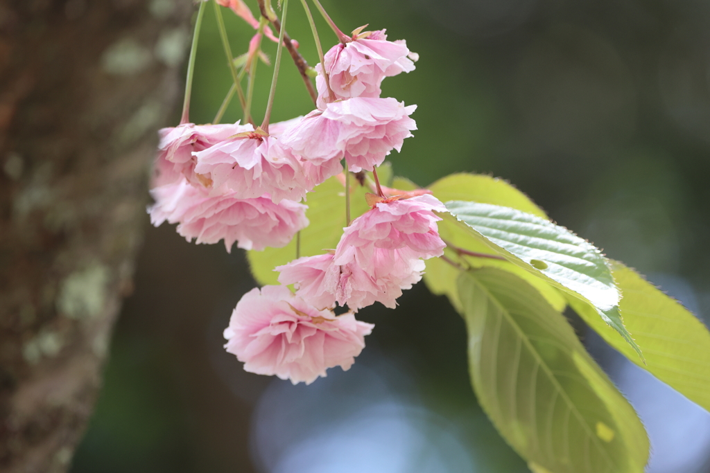 松本の桜