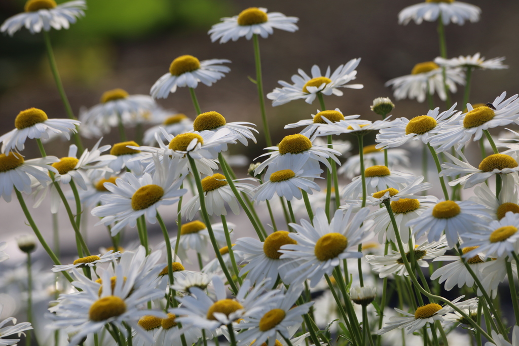 きょうはくもりだけど、きもちは。