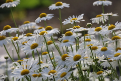 きょうはくもりだけど、きもちは。