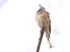 鳥たちの発声練習Ⅰ　ほおじろ