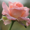 秋薔薇
