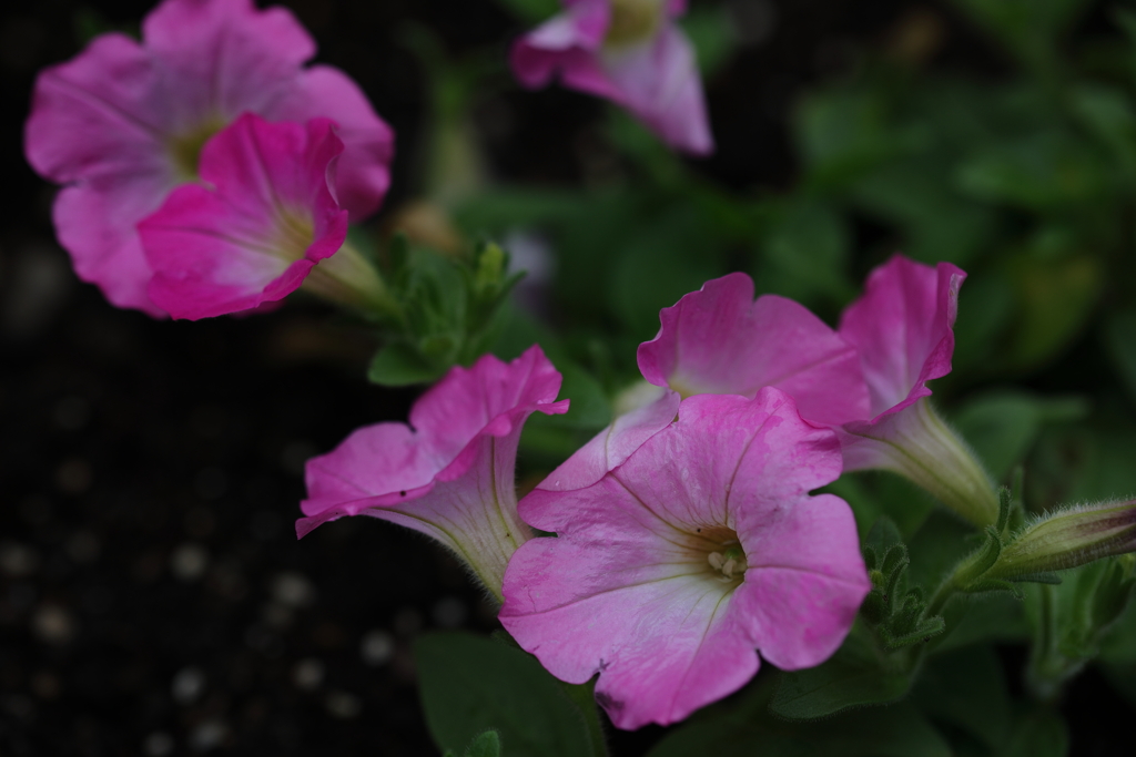 ピンクの花