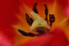 しべ