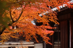 もみじのある家