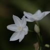 白く