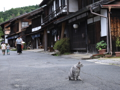 中山道　妻籠宿の客引き猫　Ⅰ