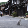 中山道　妻籠宿の客引き猫　Ⅰ