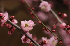ピンクの花