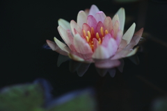 水面に咲く