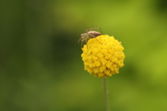 蜘蛛の玉転がし