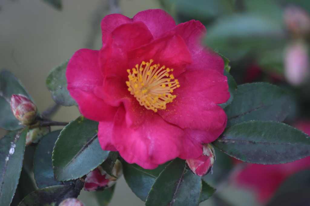 山茶花