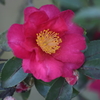 山茶花