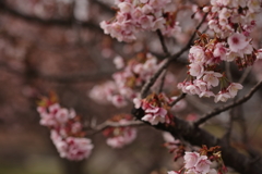 梅も桜も咲いた