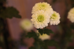 菊