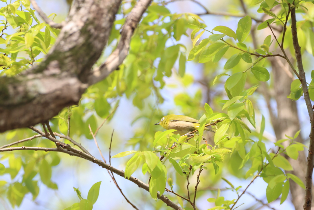 どんなに上手に隠れても・・・