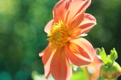 オレンジ色な花