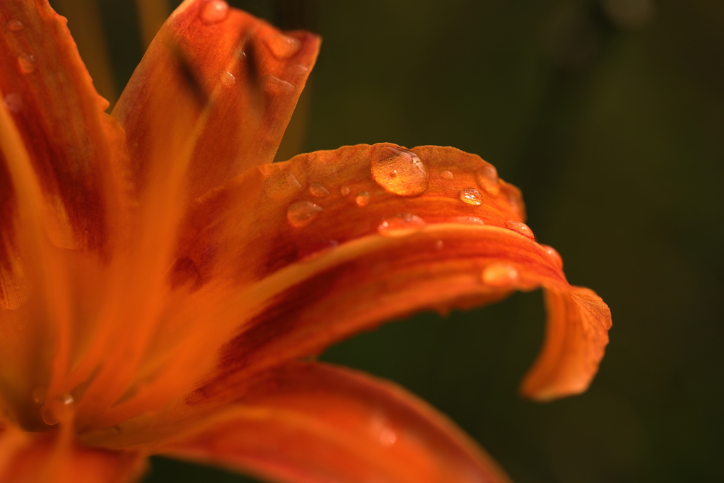 花の涙