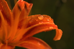 花の涙