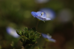 春の一番花