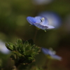 春の一番花