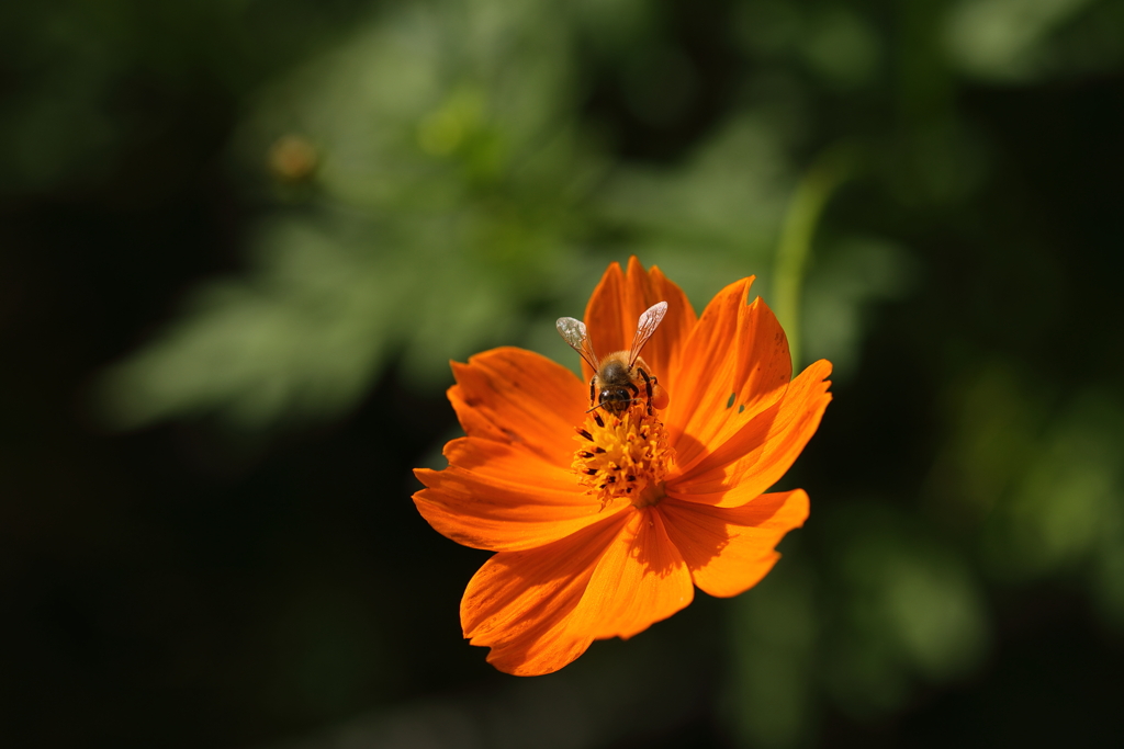 蜂と花