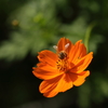蜂と花