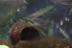 絶滅危惧種