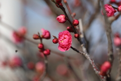 紅梅