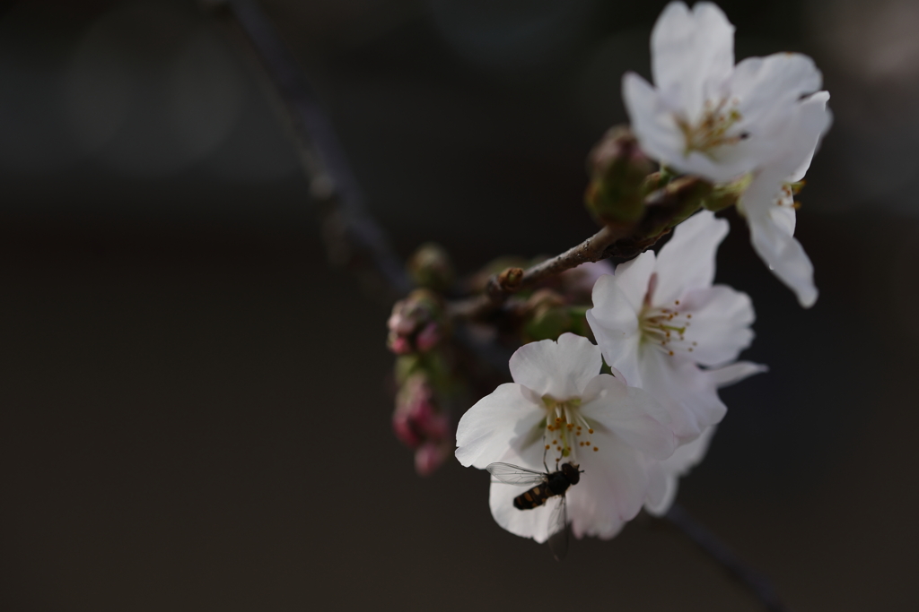桜とアブ